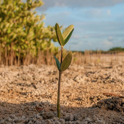 One Tree Planted Spenden