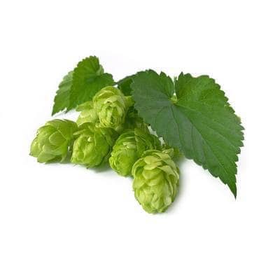 Hop Bio Organische Blumen