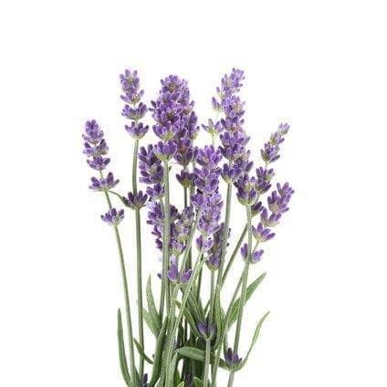 Bio-Lavendel - 15g