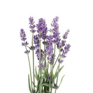 Bio-Lavendel - 15g
