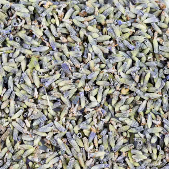 Bio-Lavendel
