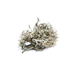 Isländisches Moos BIO - 15g