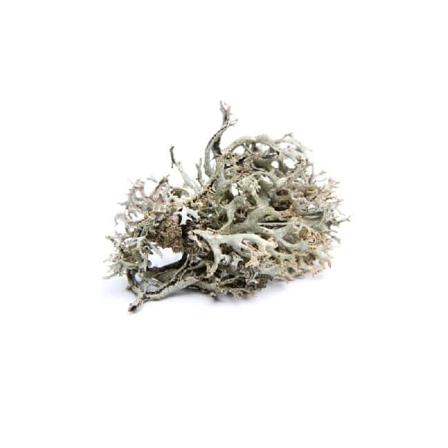 Isländisches Moos BIO - 15g