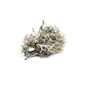 Isländisches Moos BIO - 15g