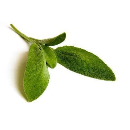 Bio-Salbei - 15g